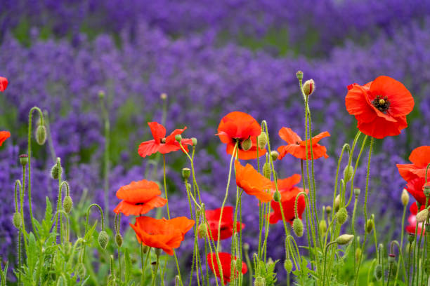 amapolas rojas brillantes en primer plano, fondo borroso de flores de lavanda. tomado en sequim washington en la península olímpica - lavender poppy healthcare and medicine washington state fotografías e imágenes de stock