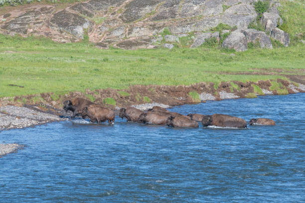 istock Large number of Bison with calves crossing river 1163823543