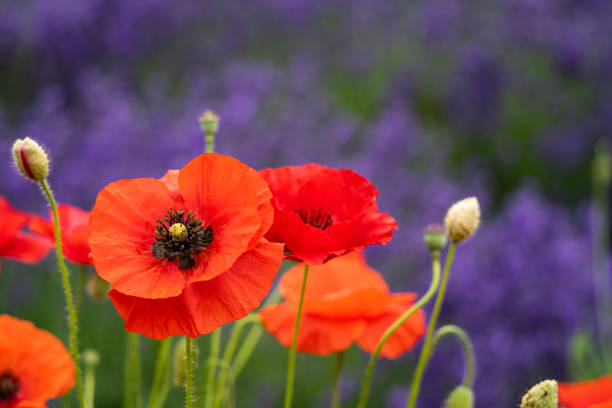 amapolas rojas brillantes en primer plano, fondo borroso de flores de lavanda. tomado en sequim washington en la península olímpica - lavender poppy healthcare and medicine washington state fotografías e imágenes de stock