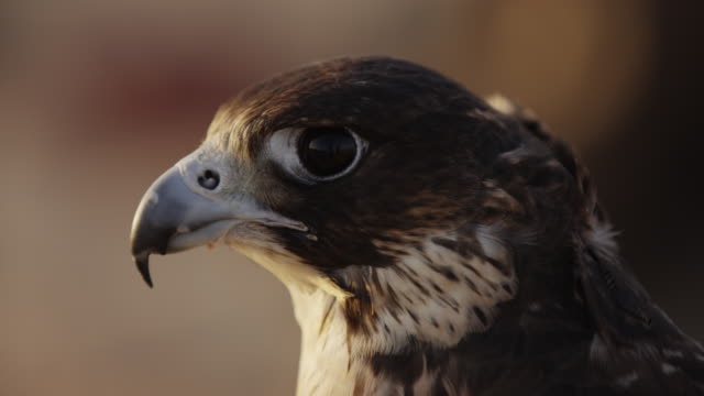 Close up view of a falcon