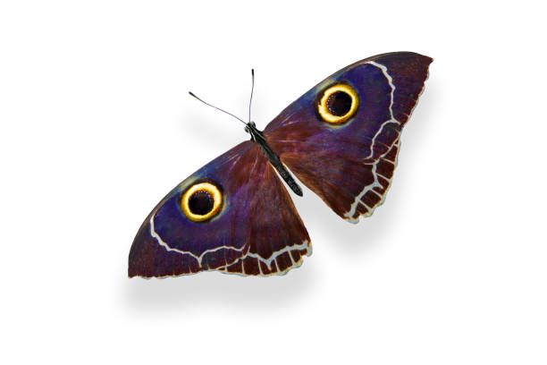 istock tropical purple butterfly. isolated on white background 1163829648