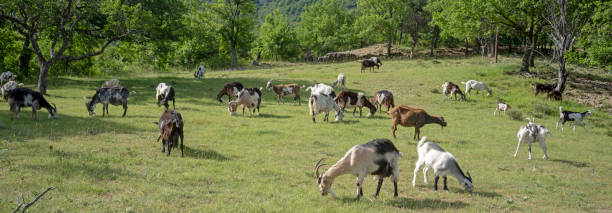 istock Goats in Provence, France 1163831186