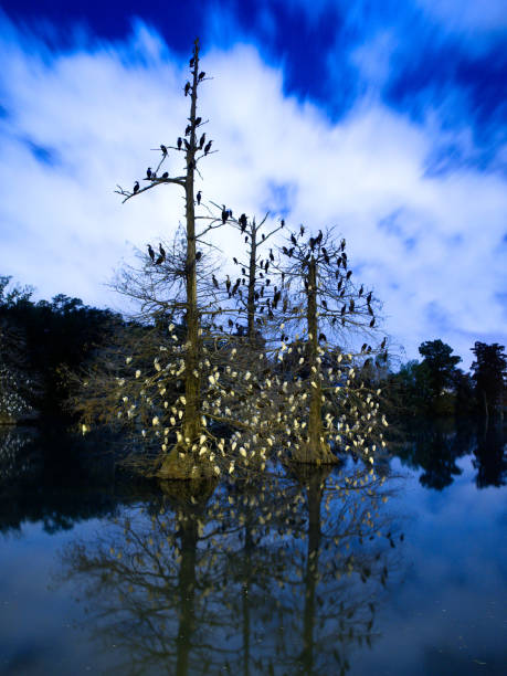 aigrettes dormant sur des arbres de cyprès - lsu photos et images de collection