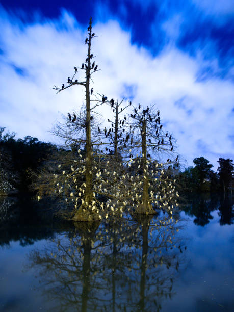эгреты спят на кипарисовых деревьях - lsu стоковые фото и изображения