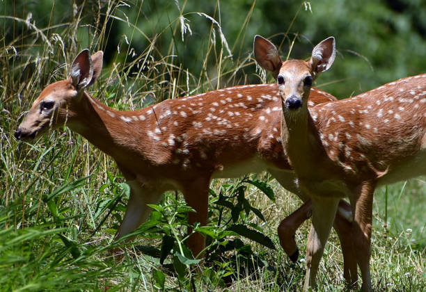 istock Two fawns grazing in a meadow. 1163833134