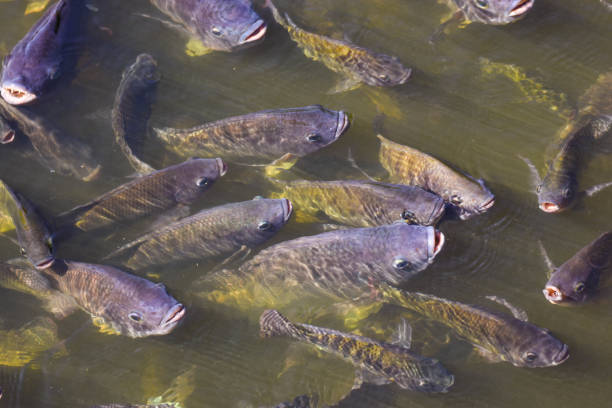 istock Tilapia, freshwater fish, economic fish that can be cultivated in both earthen ponds and cages 1163834251