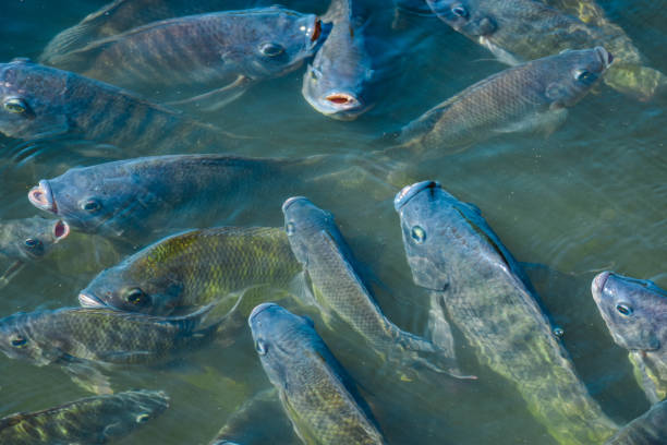 tilápia, peixes de água doce, peixes econômicos que podem ser cultivados em ambas as lagoas de barro e gaiolas - cat fish food - fotografias e filmes do acervo