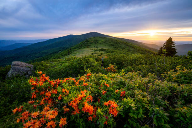 istock Flame azaleas blooming along the Appalachian Trail 1163835227