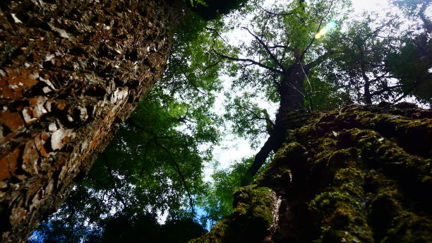 istock Large decidule trees seen in vertical counter-diving 1163836935
