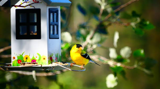 istock Yellow chardonneret on its feeder in a green tree 1163837934