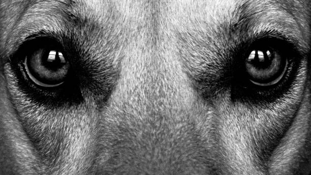 istock Dog eyes up close 1163838748