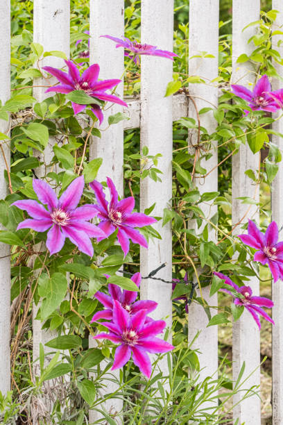 Brilliant red and purple flowers on vines climbing a white picket fence