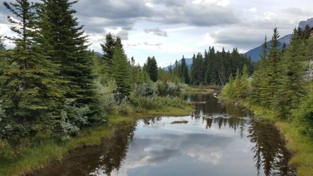 mountain stream - pine tree lake mountain canada stock-fotos und bilder