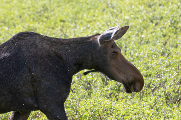 istock Moose grazing in Northern Colorado forests 1163843204