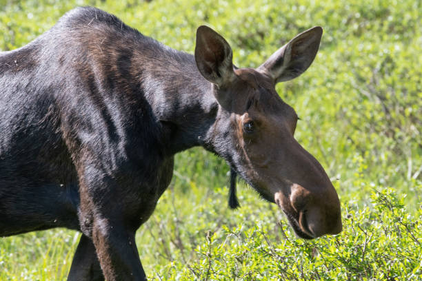 istock Moose grazing in Northern Colorado forests 1163843501