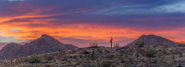 istock A Sunset over a Saguaro Cactus 1163845315