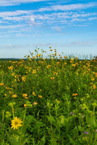 istock Blooming yellow wildflowers 1163845578