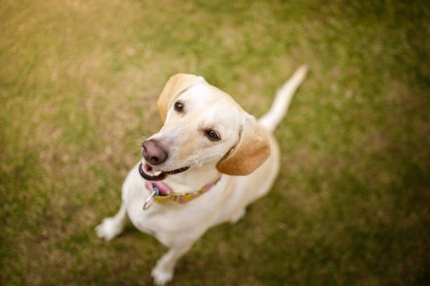 istock Happy dog seen from above 1163846225
