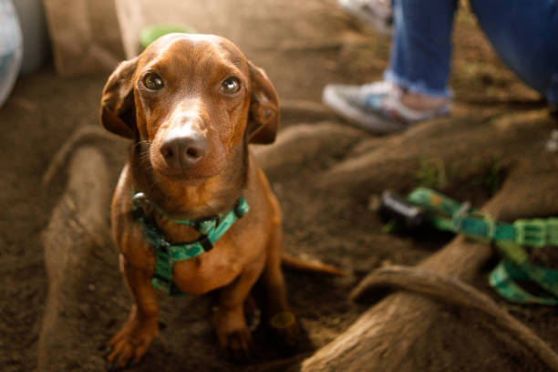 istock Cute brown little dog portrait 1163846231