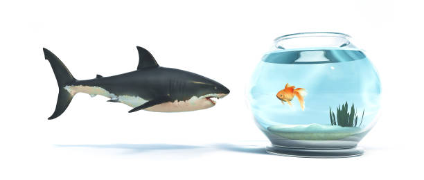 istock Shark in front of a golden fish in a bowl. 3d render illustration 1163846332