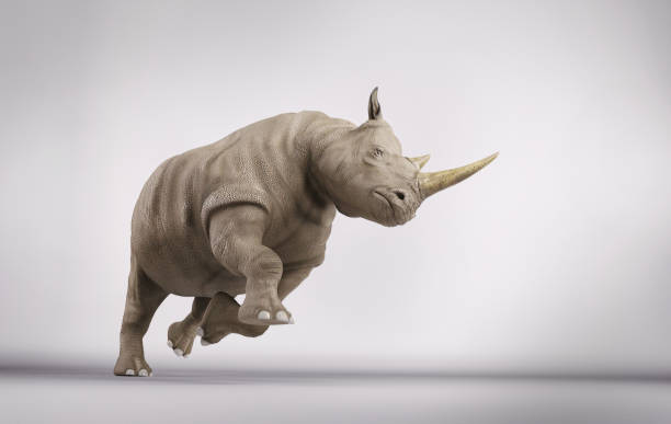 Rhinoceros in attack position in studio. 3d render stock photo