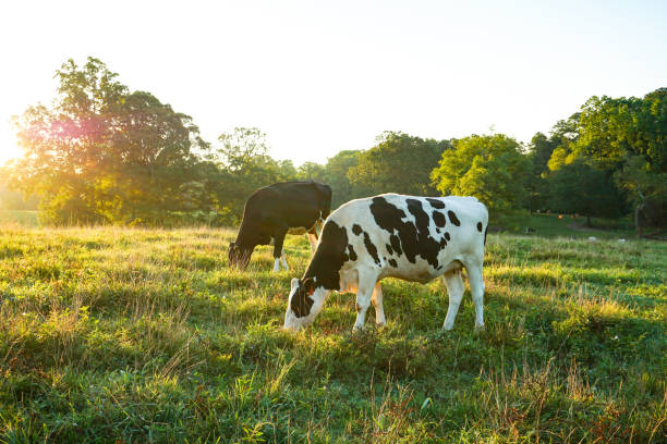 牛放牧 - grass fed ストックフォトと画像