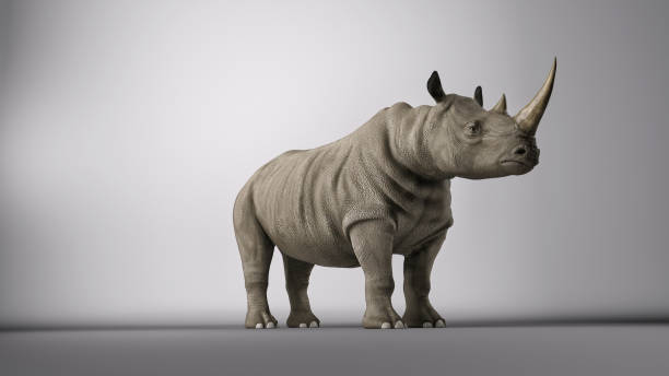 Rhinoceros posing in a photography studio. 3d render Rhinoceros posing in a photography studio. 3d render rhinoceros stock pictures, royalty-free photos & images