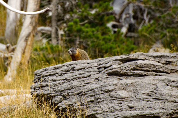 istock Yellowstone National Park - Marmot Views the Hikers 1163846472