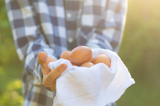 фермер руки, держа некоторые натуральные яйца - animal egg eggs food giving стоковые фото и изображения