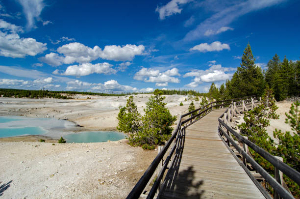 Yellowstone National Park - Norris Geyser Basin - Boardwalk Leads to Trails Yellowstone National Park - Norris Geyser Basin - Boardwalk Leads to Trails norris geyser basin photos stock pictures, royalty-free photos & images