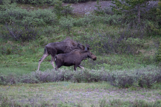 istock Moose walking in Northern Colorado forests 1163848299
