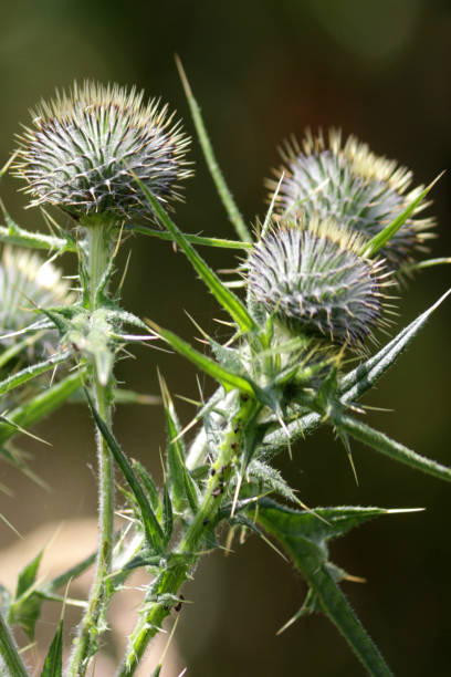 Stock photo Image of flowering common wild thistle with purple flowers flora with spiky prickly leaves, spear thistles weeds with flowerbuds growing in wild flower wildlife garden against blurred gardening summer wallpaper background as national symbol of Scotland imagen de la floración cardo salvaje común con flores púrpuraflora con hojas espinosas, hojas de cardo de lanza con flores de flores que crecen en el jardín de la fauna de flores silvestres contra la jardinería borrosa fondo de pantalla de verano como