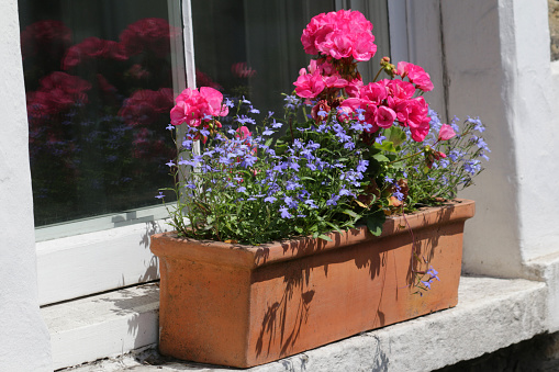 Stock photo of front garden with terracotta window box of flowering pink geraniums / pelargoniums flowers leaves and blue lobelia trailing hanging basket plants growing on windowsill painted sash window frame in front garden, bushy geranium annual summer bedding