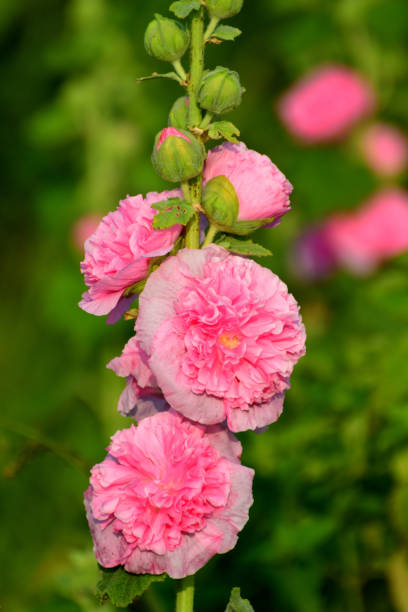 Althaea rosea (Alcea rosea), commonly called hollyhock, belongs to Malvaceae family and is considered as a biennial or short-lived perennial. It has single flowers of various colors that grow along a spike. The colors of the flower include red, dark red, pink, orange, white, purple and yellow. It blooms in summer and early fall (July-September).
