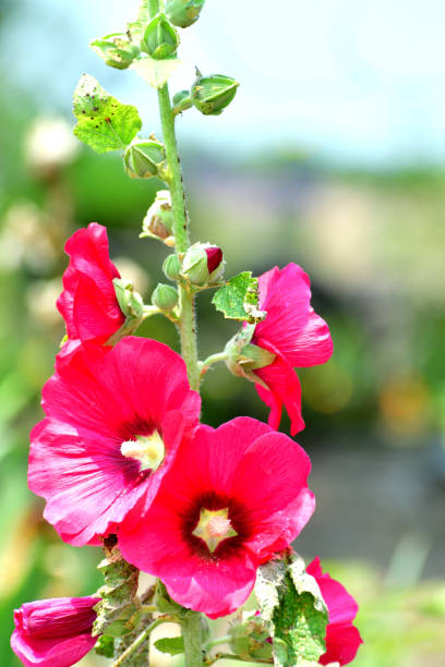 istock Althaea rosea / Hollyhock Flower 1163850327