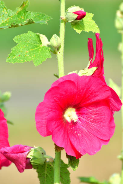 istock Althaea rosea / Hollyhock Flower 1163850617