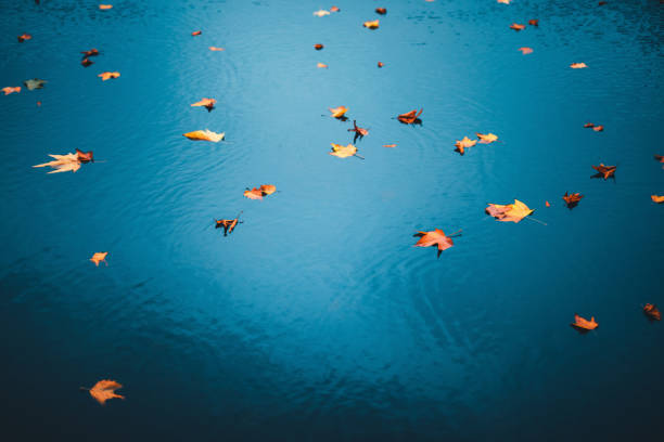 красочные осенние листья в воде - autumn falling leaf water стоковые фото и изображения