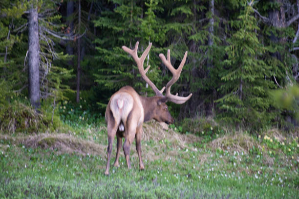 Northern Colorado Bull Elk
