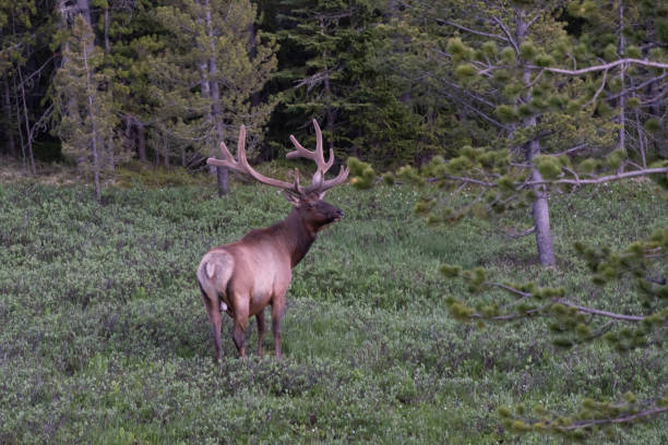 istock Bull Elk Northern Colorado forests 1163852811