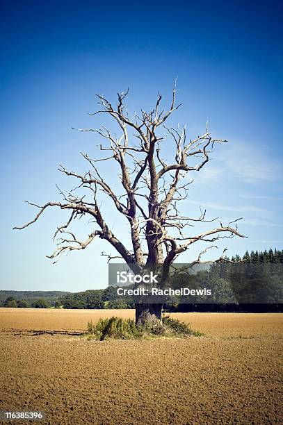 Nackte Nackt Stockfoto und mehr Bilder von Agrarbetrieb - Agrarbetrieb, Agrarland, Ast - Pflanzenbestandteil