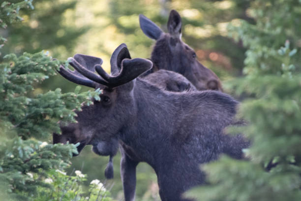 istock Moose hiding in Northern Colorado forests 1163855300