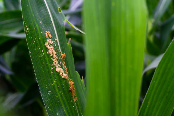istock Corn leaf damaged by fall armyworm Spodoptera frugiperda.Corn leaves attacked by worms in maize field. 1163856220