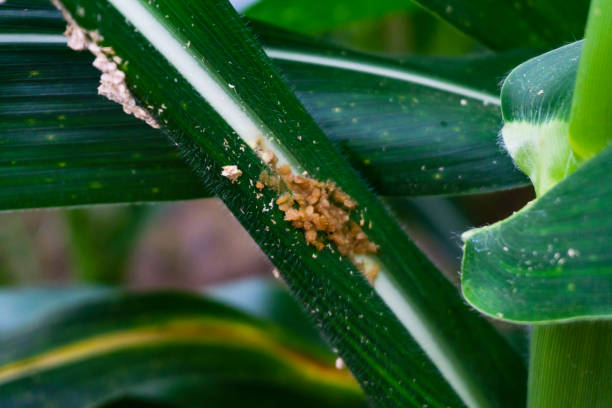 istock Corn leaf damaged by fall armyworm Spodoptera frugiperda.Corn leaves attacked by worms in maize field. 1163856425