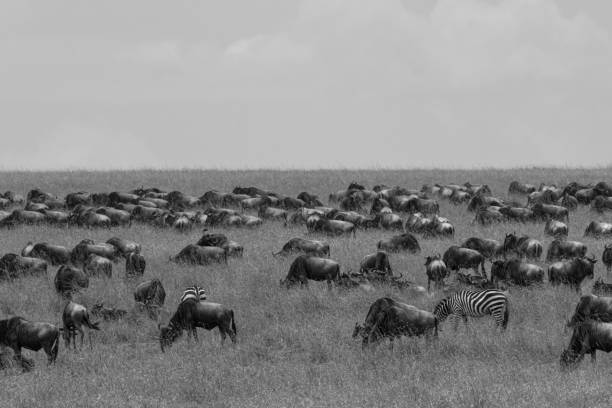 istock The world of wildlife!!! 1163857129