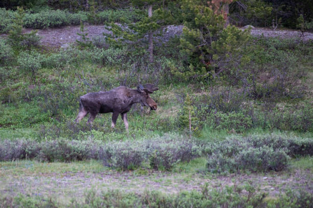 istock Moose walking in Northern Colorado forests 1163857157