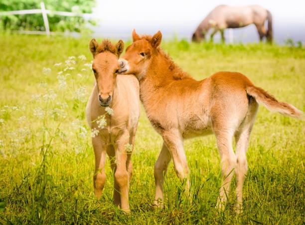 Two curious foals are playing in the meadow, it`s springtime stock photo