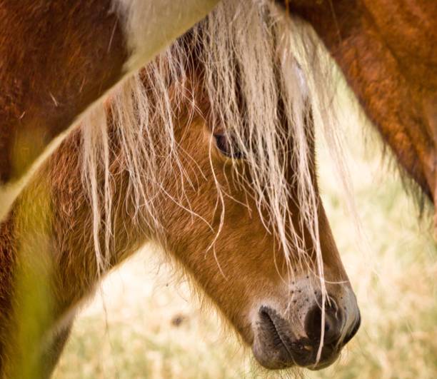 portrait of horse in zoo