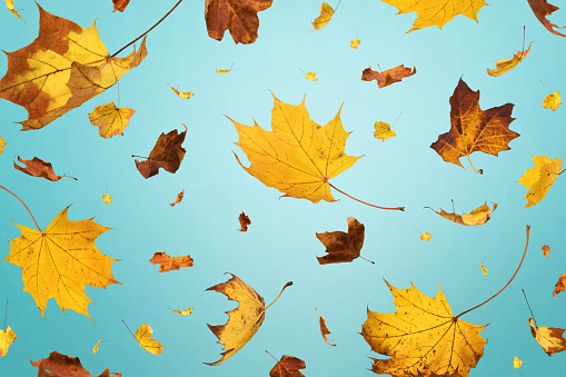 Falling autumn leaves on blue background.