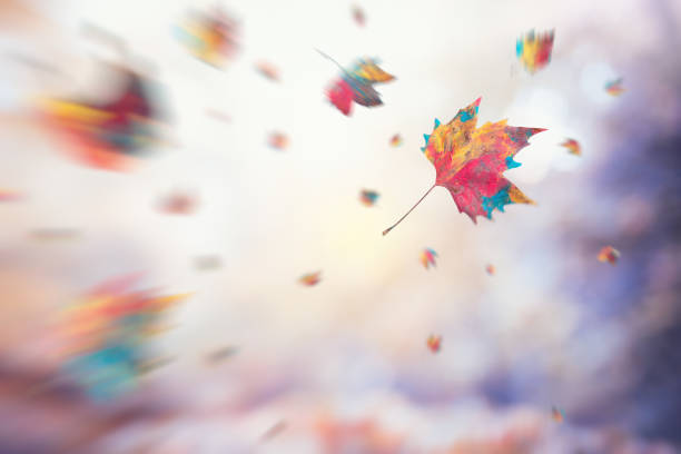 спиннинг на ветру - autumn leaf falling wind стоковые фото и изображения
