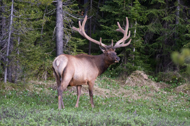 istock Bull Elk Northern Colorado forests 1163858859